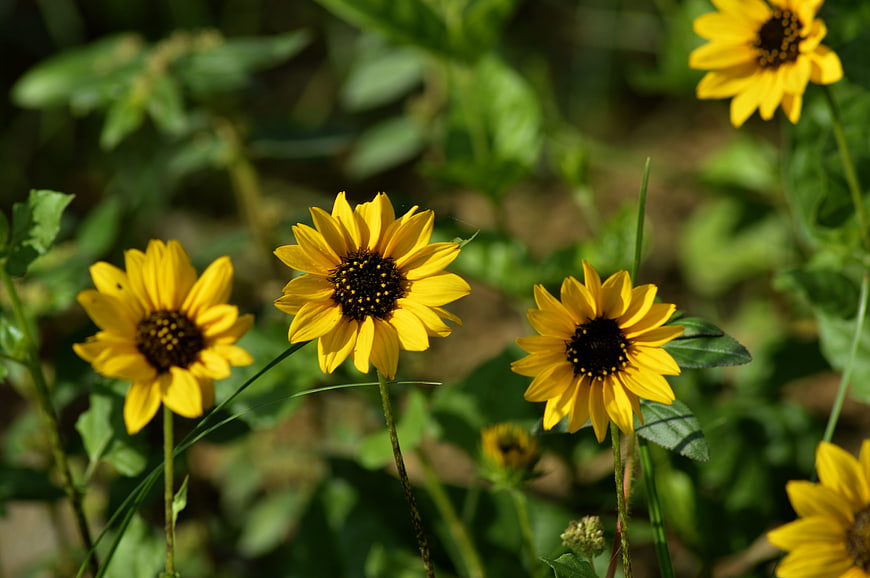Vibrant yellow wildflowers blooming in a sunny garden