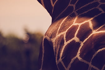 Close-up of Giraffe Neck Texture and Pattern