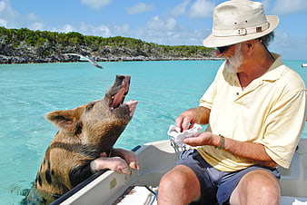 Senior man feeding swimming pig in turquoise Caribbean water