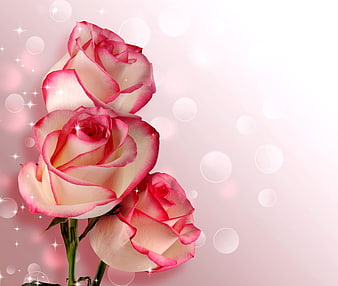 Pink and White Roses with Sparkles on Soft Background