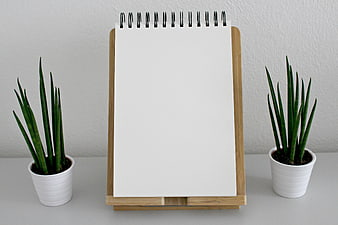 Blank spiral notebook on wooden stand with snake plants