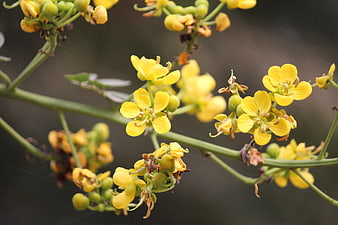 Close-up of vibrant yellow flowers on green stems
