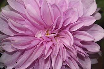 Close-up of a vibrant pink dahlia flower with detailed petals