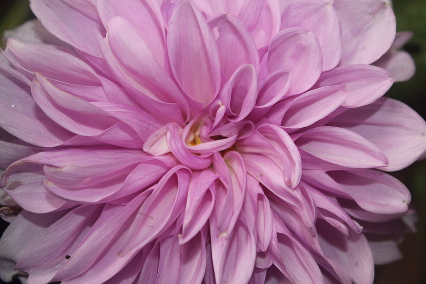 Close-up of a vibrant pink dahlia flower with detailed petals
