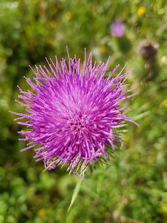 Close-up of vibrant purple thistle flower in green meadow