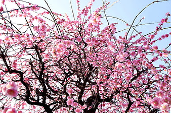Pink Plum Blossoms Blooming On Tree Branches Against Blue Sky