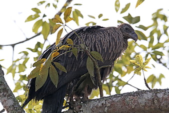 Himalayan Griffon Vulture Perched on Tree Branch