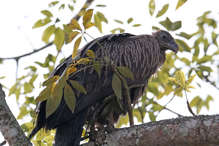 Himalayan Griffon Vulture Perched on Tree Branch