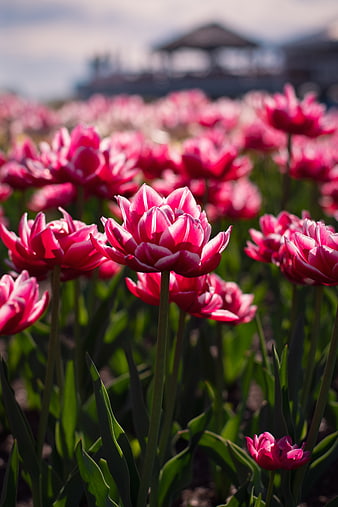 Vibrant Pink Tulips in a Spring Garden