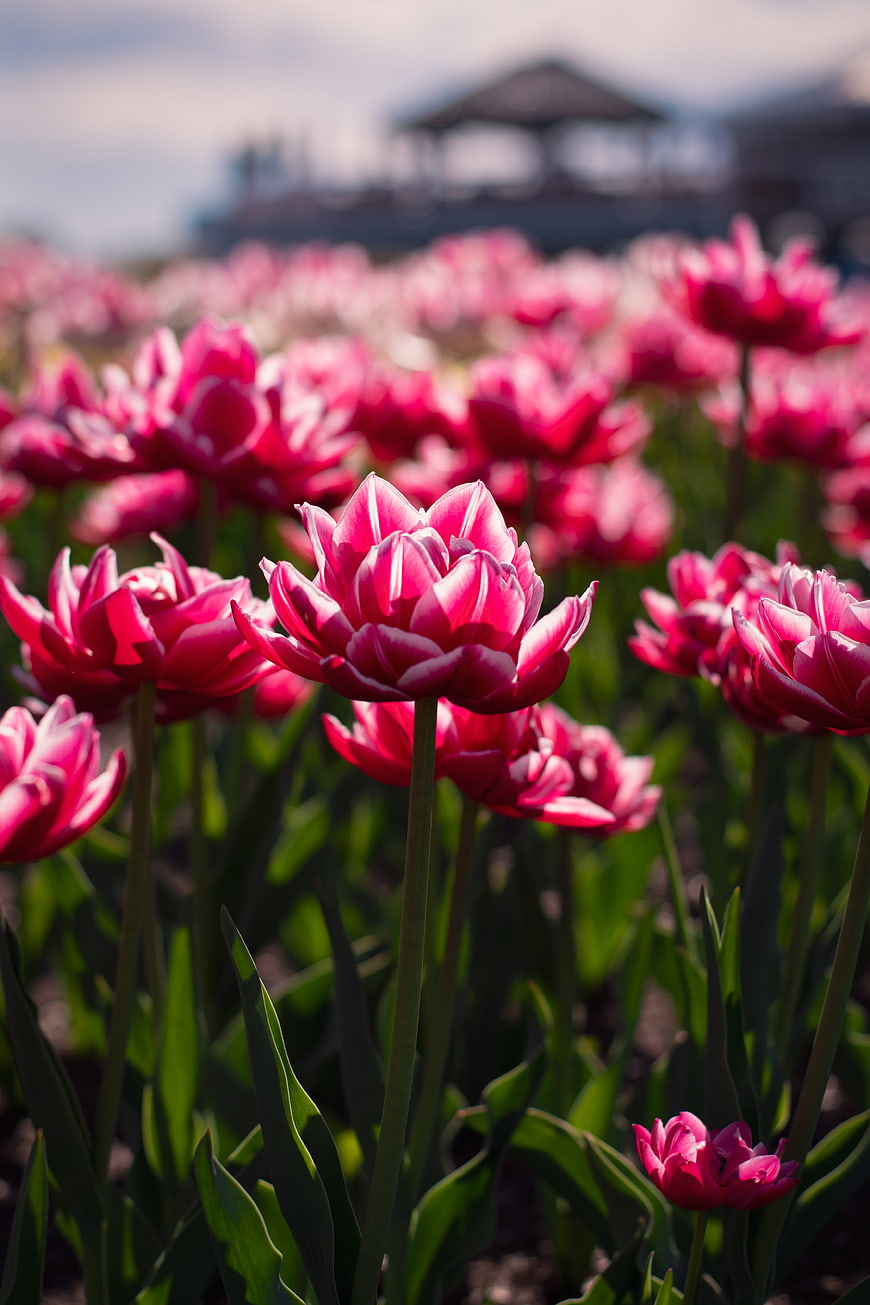 Vibrant Pink Tulips in a Spring Garden