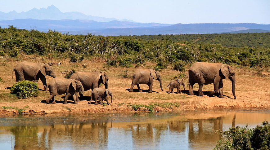 Herd of African Elephants Walking by Waterhole in Savanna