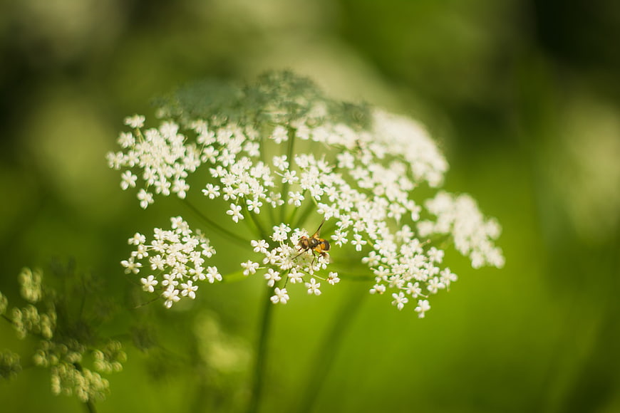 Close-up of a hoverfly on a white wildflower bloom