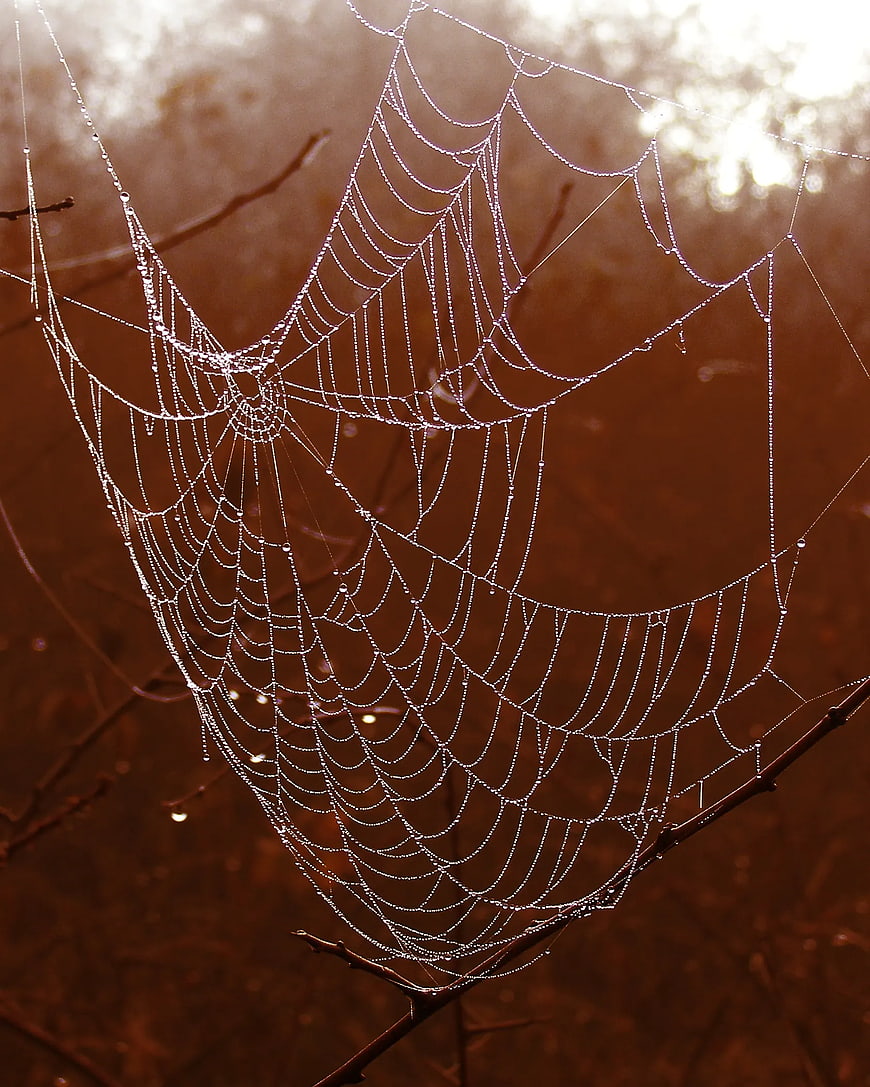 Dew-covered spider web on branch in morning light