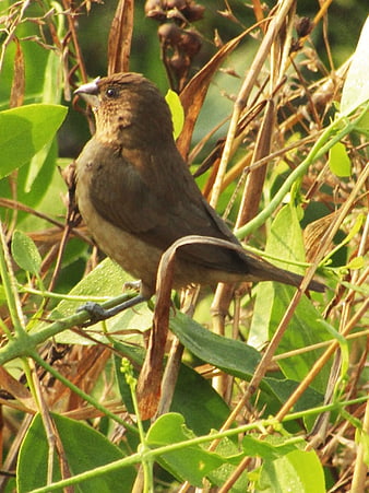 Indian Silverbill bird perched on green plant stem