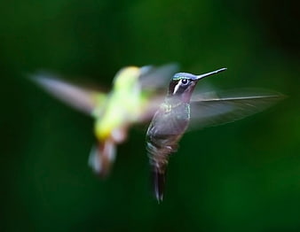 Two Hummingbirds Hovering in Flight Against Green Background