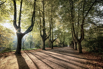 Sunlit Tree Avenue With Long Shadows In Autumn Park