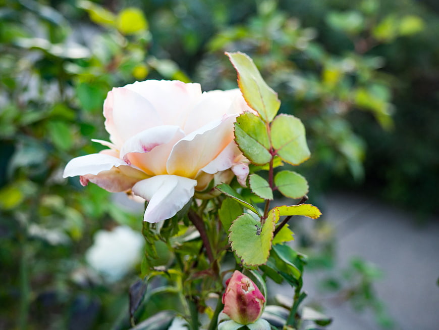 Pale Pink Rose Bloom with Green Leaves in Garden
