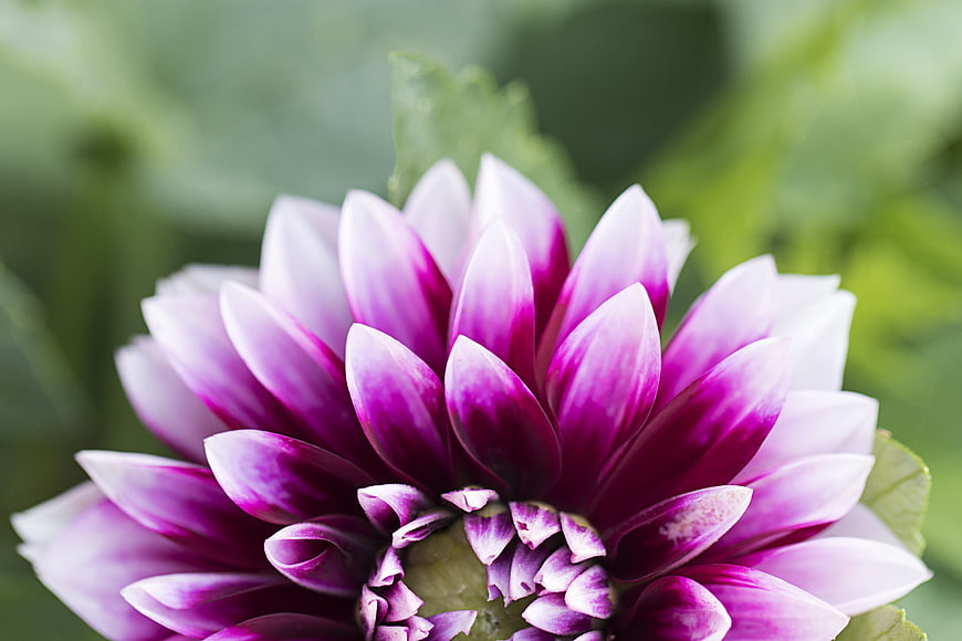 Close-up of a vibrant purple and white dahlia flower