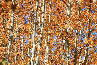 Golden Aspen Trees with Orange Leaves Against Blue Sky