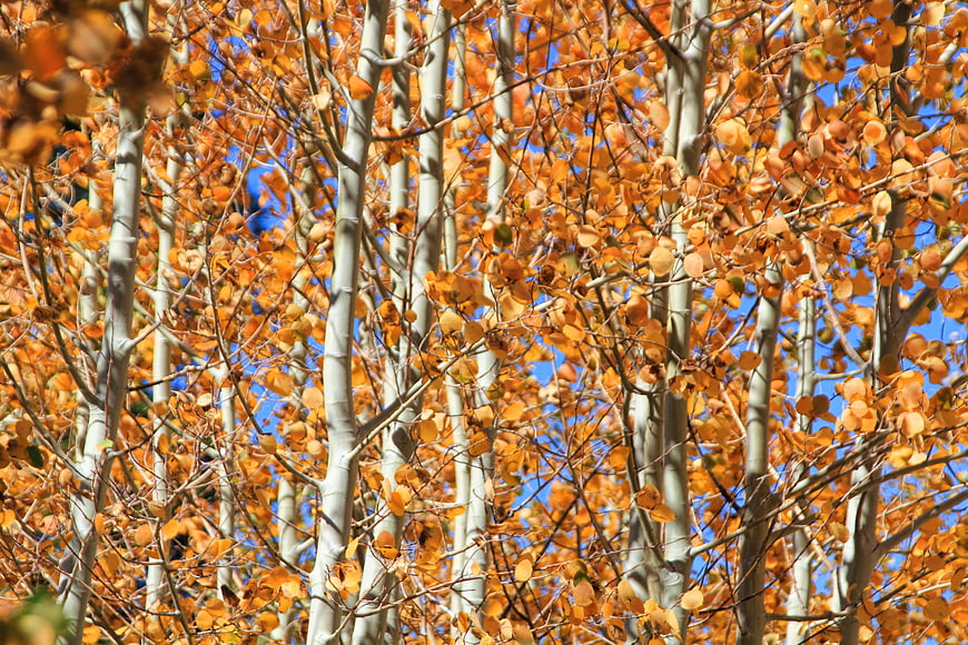 Golden Aspen Trees with Orange Leaves Against Blue Sky