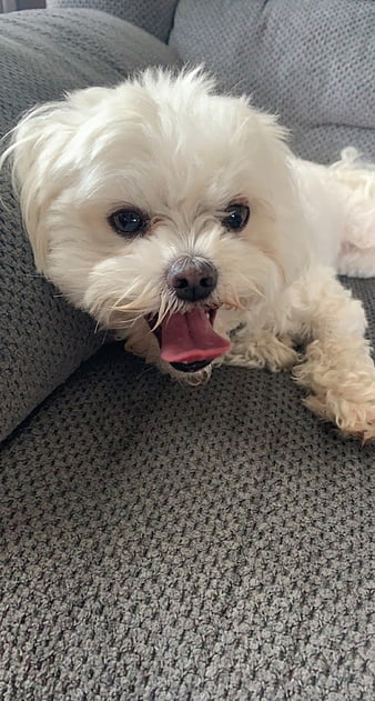 Cute white dog yawning on gray sofa