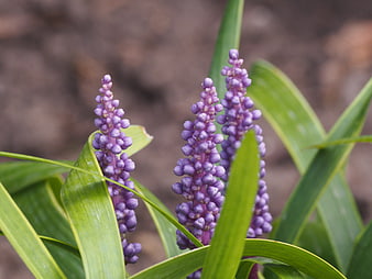 Close-up of purple Liriope muscari flowers with green leaves