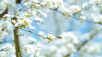 Honeybee Flying Near White Spring Blossoms on Branch