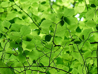Vibrant Green Hornbeam Leaves And Branches In Sunlit Forest Canopy