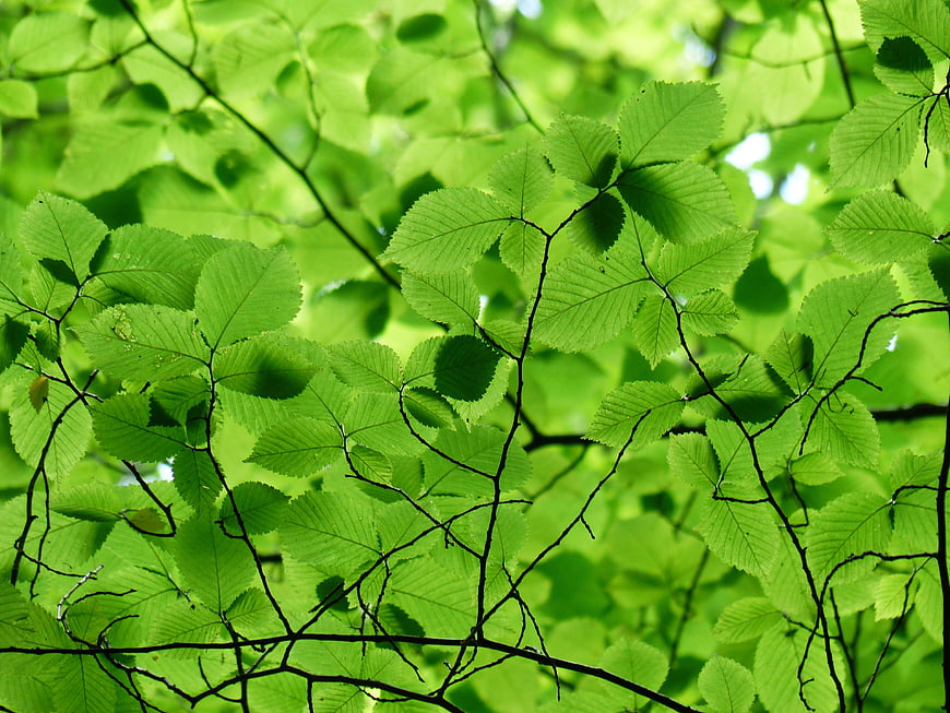 Vibrant Green Hornbeam Leaves And Branches In Sunlit Forest Canopy