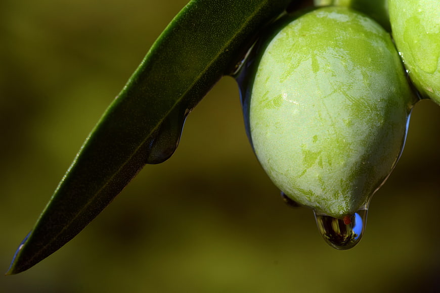 Close-up of green olive with water droplets on leaf