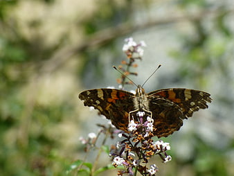 Painted Lady Butterfly on Purple Butterfly Bush