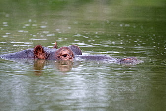 Hippopotamus Head Submerged in Murky Green Water