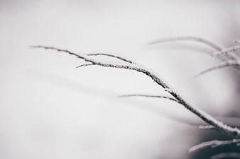 Frosty tree branch close-up with winter snow texture