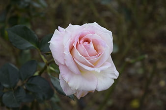 Soft Pink Rose Bloom Close-Up