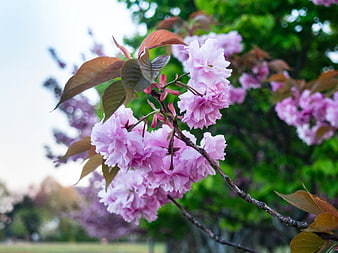 Close-up of Pink Cherry Blossoms on a Branch