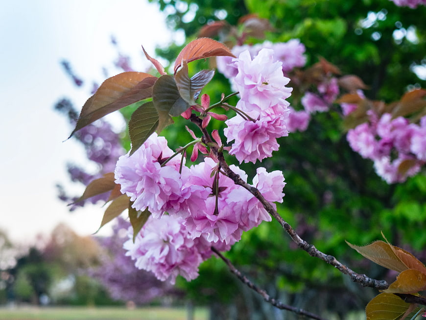 Close-up of Pink Cherry Blossoms on a Branch