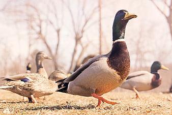 Male Mallard Duck Walking on Dry Grass in Park