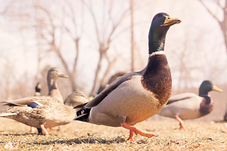 Male Mallard Duck Walking on Dry Grass in Park