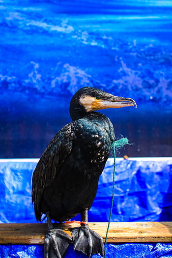 Cormorant perched on wooden beam with blue background