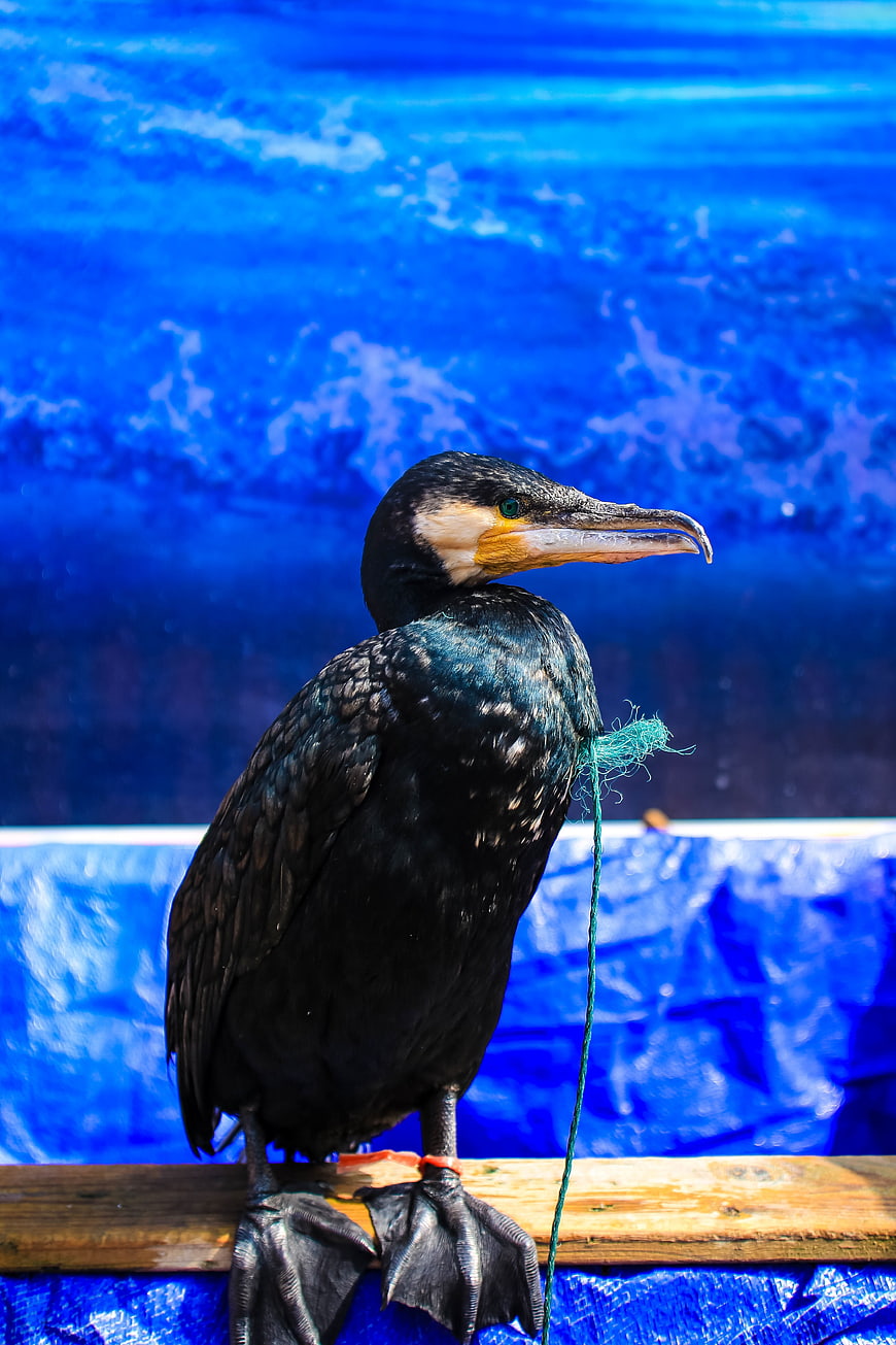 Cormorant perched on wooden beam with blue background