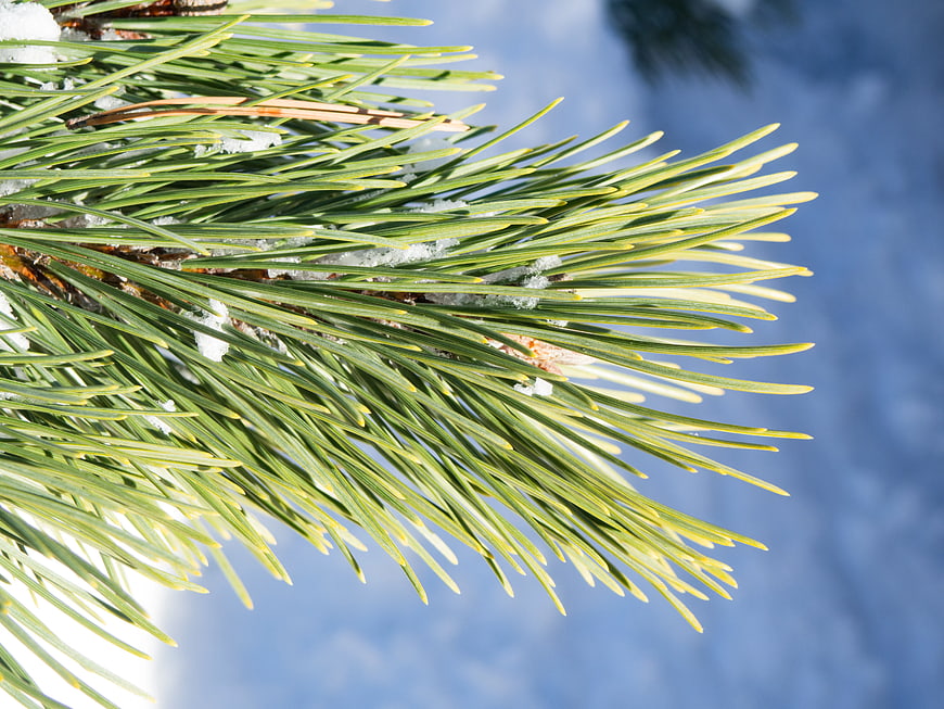 Close-up of Pine Branch with Snow Against Blue Sky