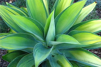 Close-up of vibrant variegated agave succulent plant leaves