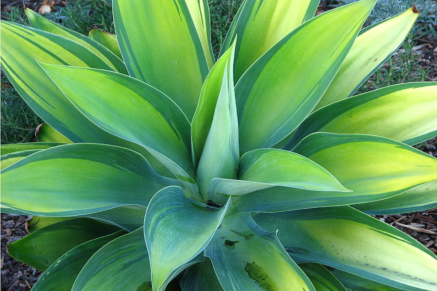 Close-up of vibrant variegated agave succulent plant leaves