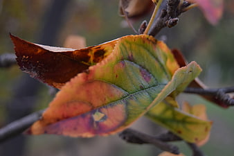 Close-up of colorful autumn leaf on a tree branch