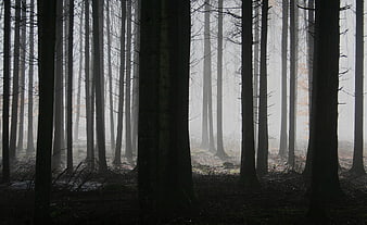 Misty coniferous forest with tall dark tree trunks
