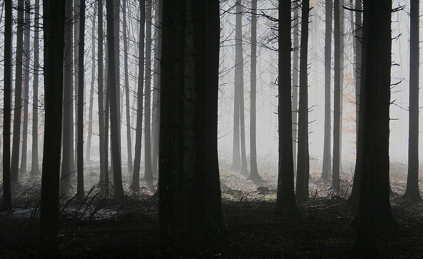 Misty coniferous forest with tall dark tree trunks