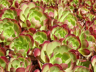 Close-up of vibrant green and red succulent rosettes