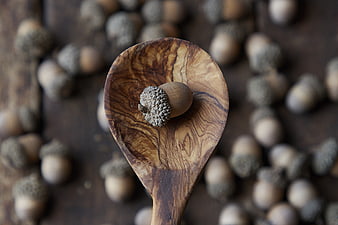 Single acorn on rustic wooden spoon with blurred background
