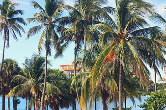 Tropical Palm Trees by the Ocean with Resort in Background
