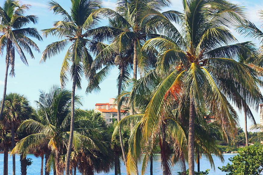 Tropical Palm Trees by the Ocean with Resort in Background